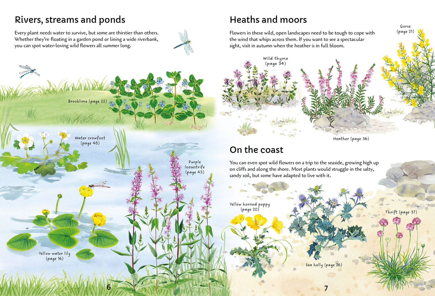 Spotter's Guides: Wild Flowers, Age 7+