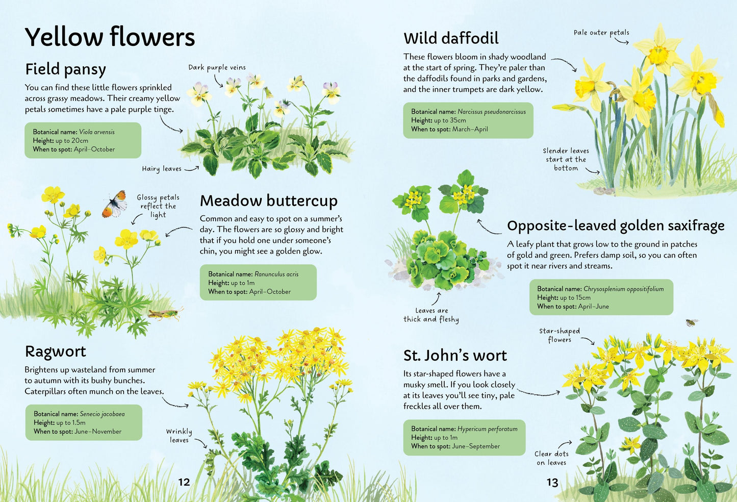 Spotter's Guides: Wild Flowers, Age 7+