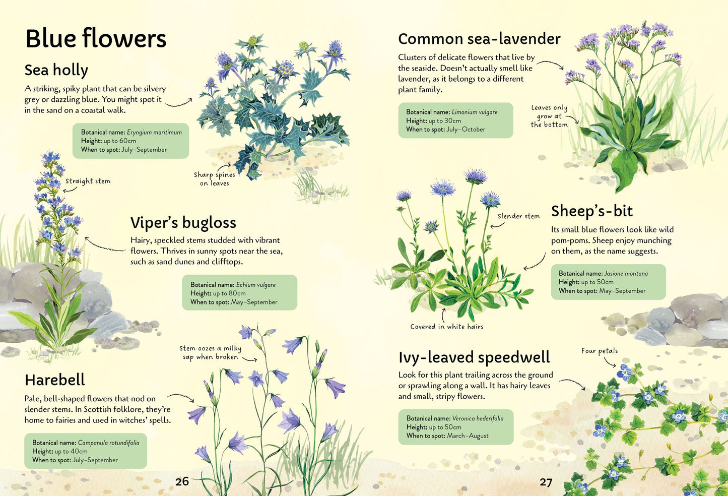 Spotter's Guides: Wild Flowers, Age 7+
