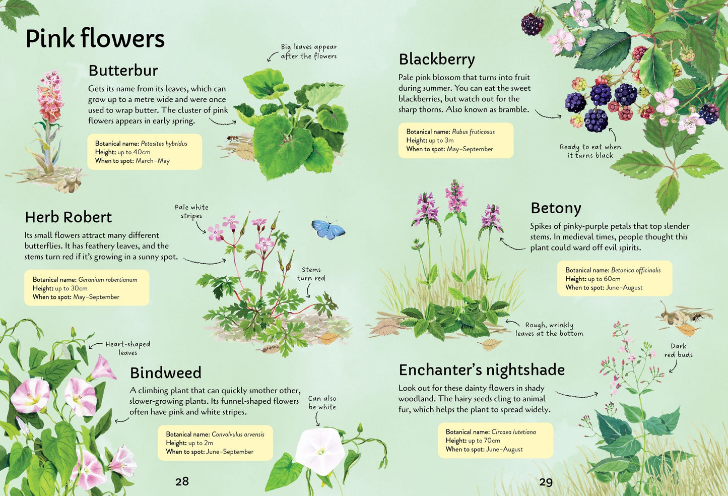 Spotter's Guides: Wild Flowers, Age 7+