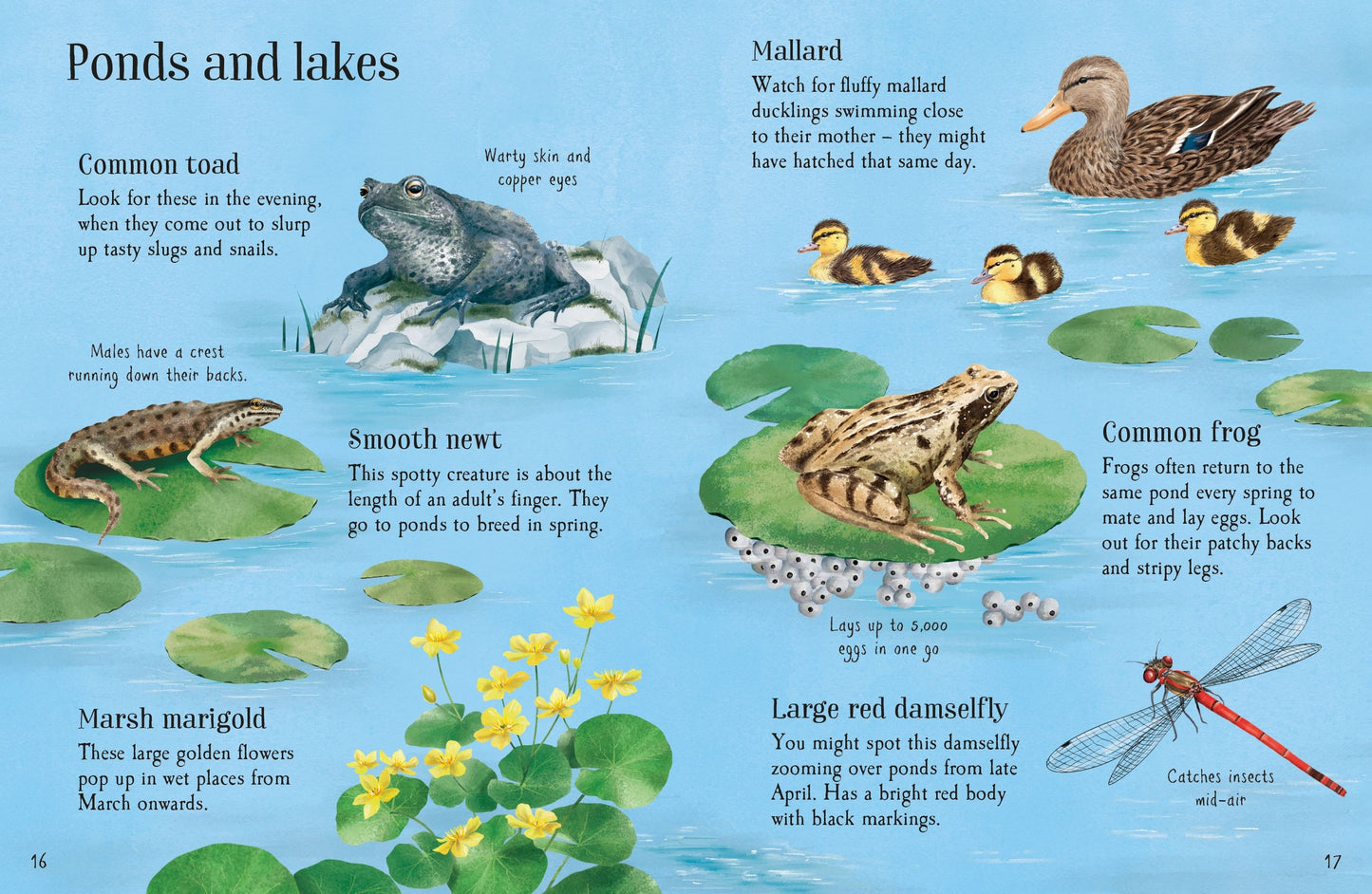 Things to Spot in Springtime, Age 6+