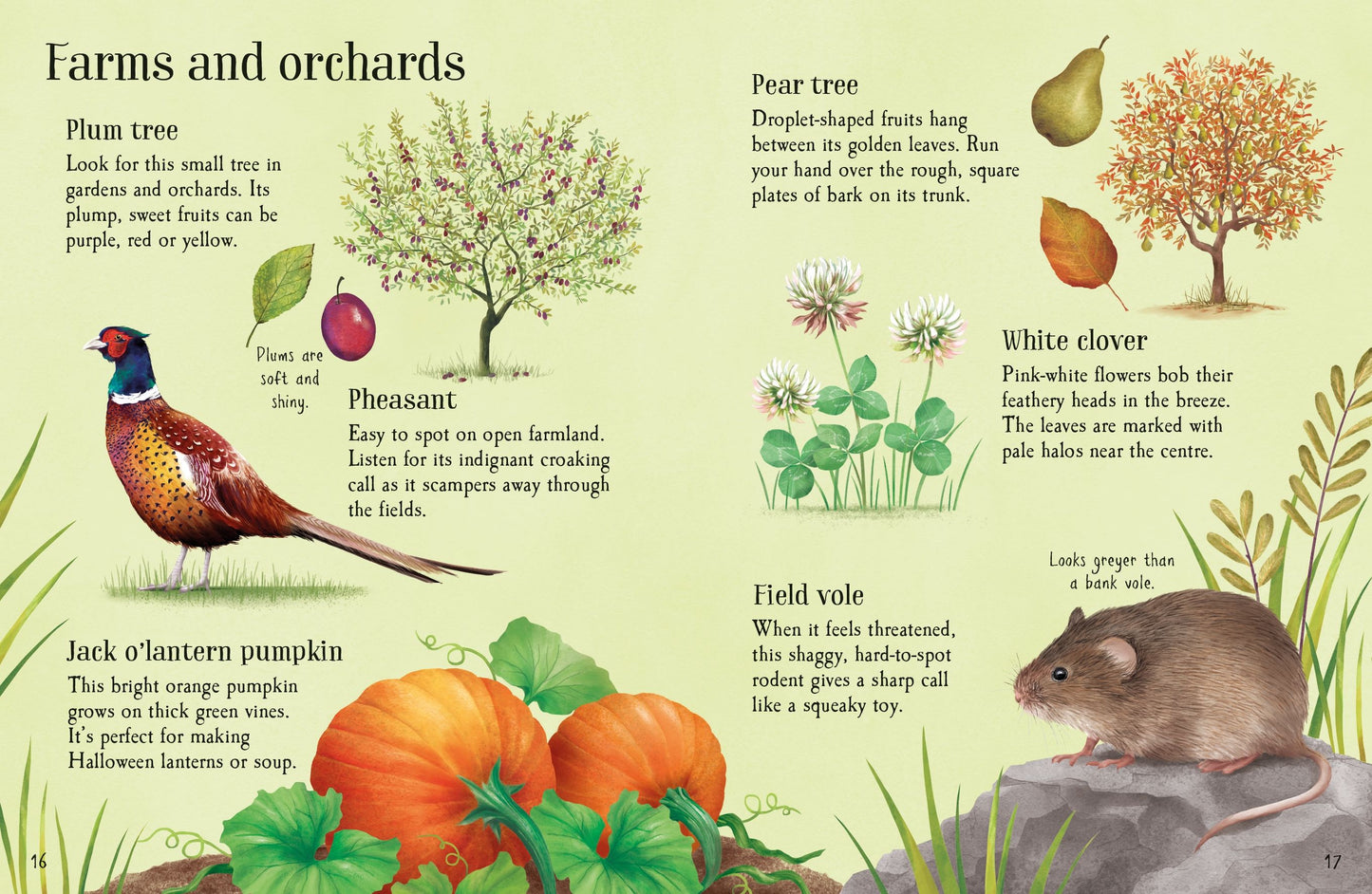 Things to Spot in Autumn, Age 6+