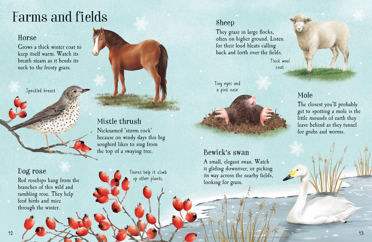 Things to Spot in Winter, Age 6+