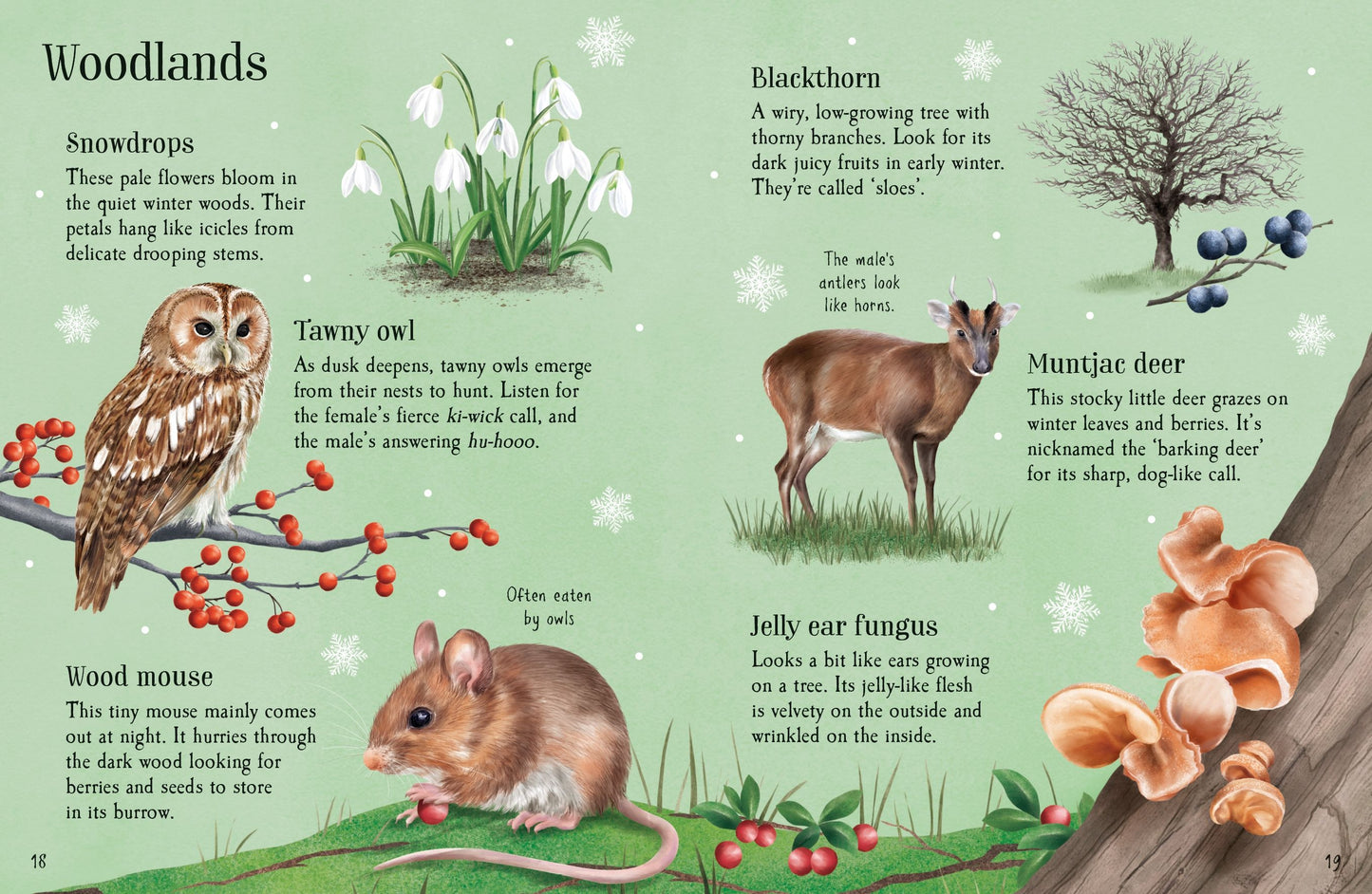 Things to Spot in Winter, Age 6+