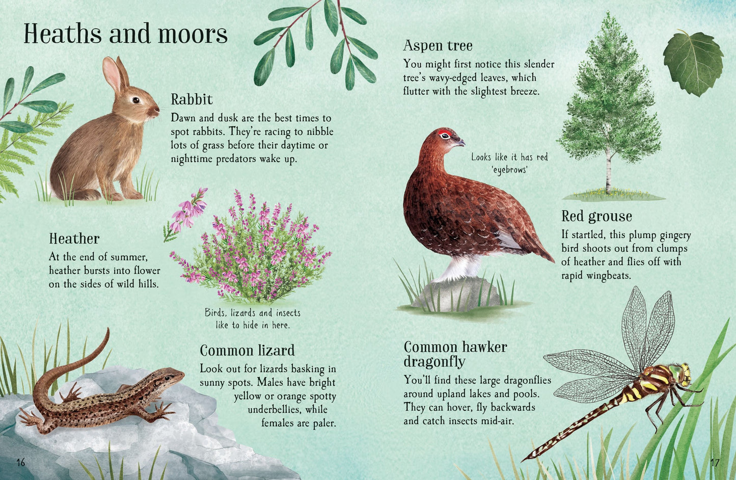 Things to Spot in Summer, Age 6+