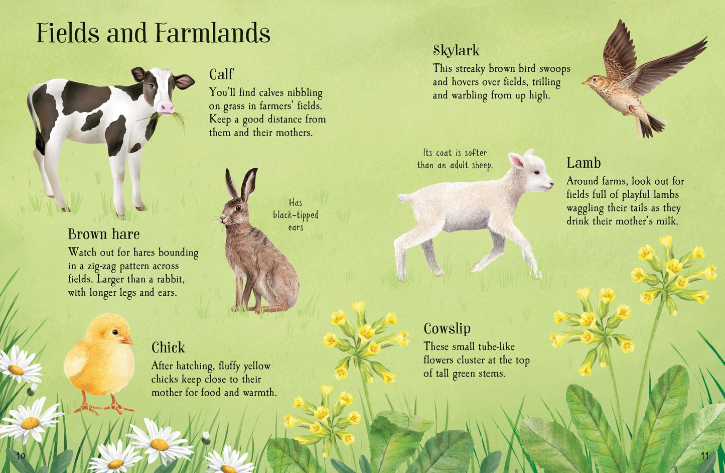 Things to Spot in Springtime, Age 6+