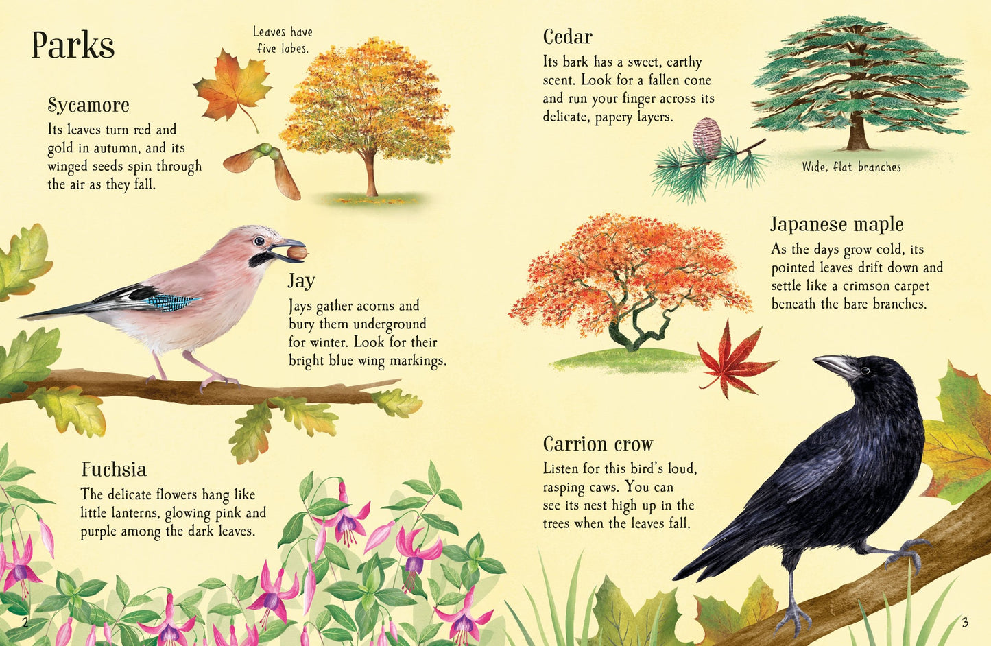 Things to Spot in Autumn, Age 6+