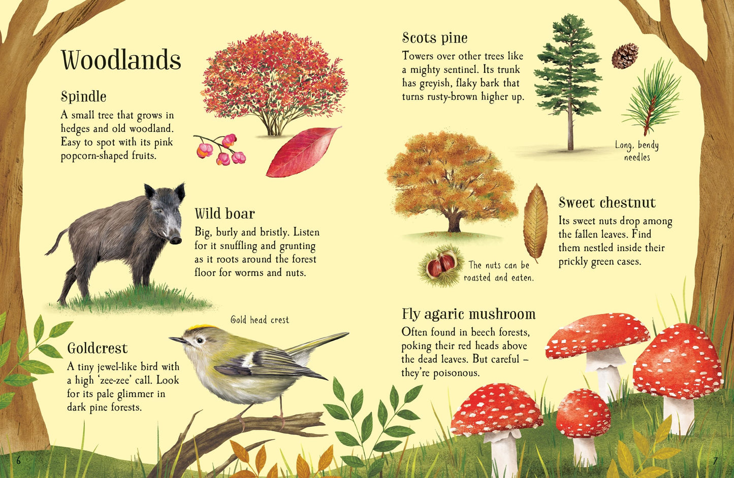 Things to Spot in Autumn, Age 6+