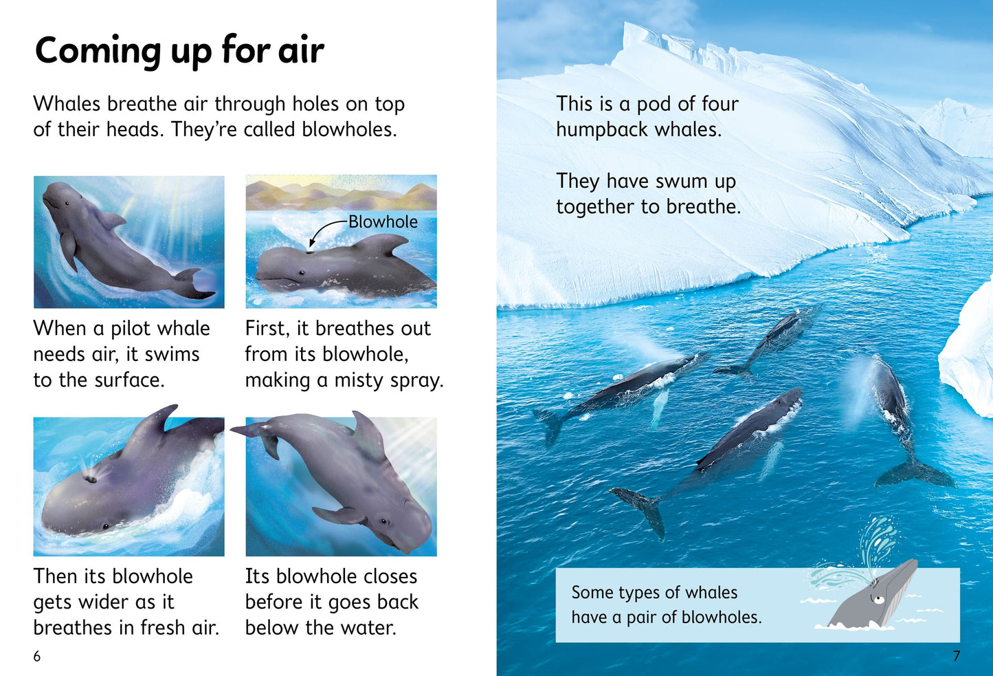 Beginners Whales, Age 4+