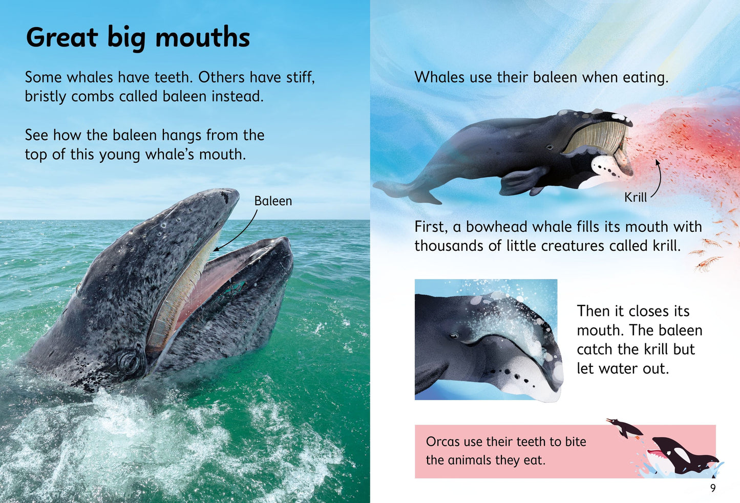 Beginners Whales, Age 4+