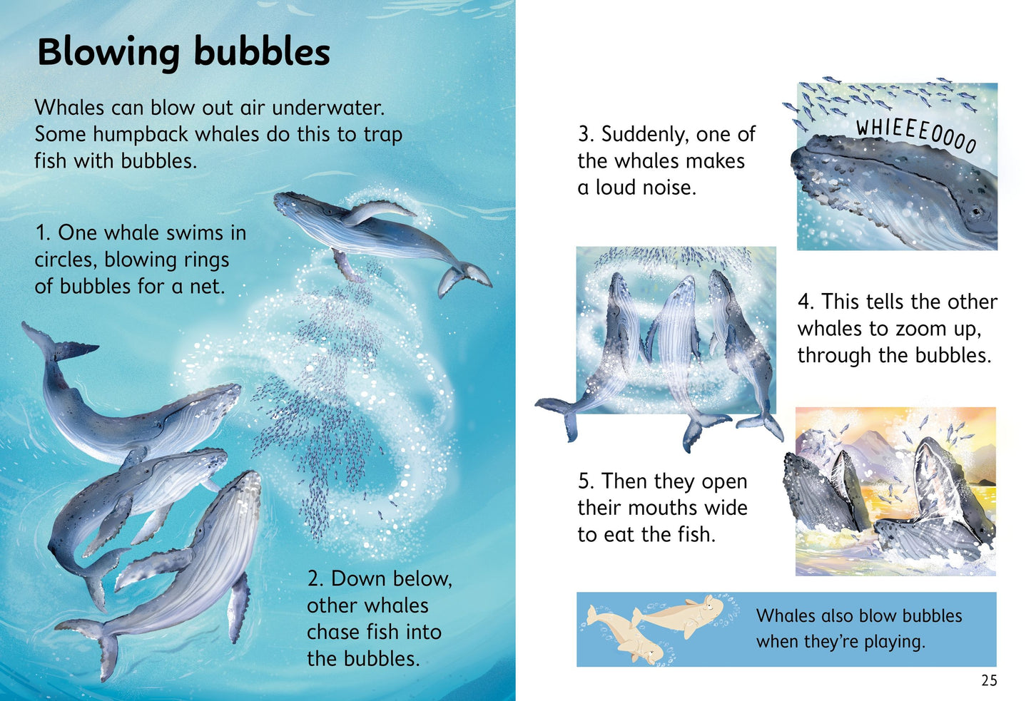 Beginners Whales, Age 4+